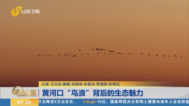 黄河口“鸟浪”背后的生态魅力
