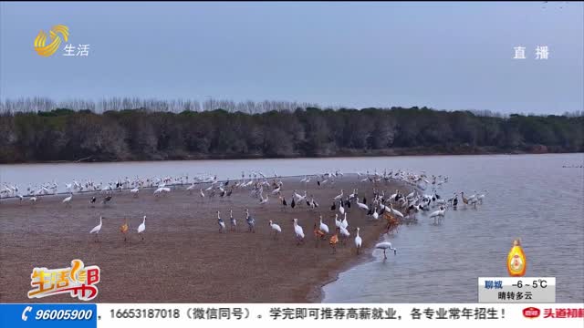 东营：近2000只白鹤黄河滩栖息越冬