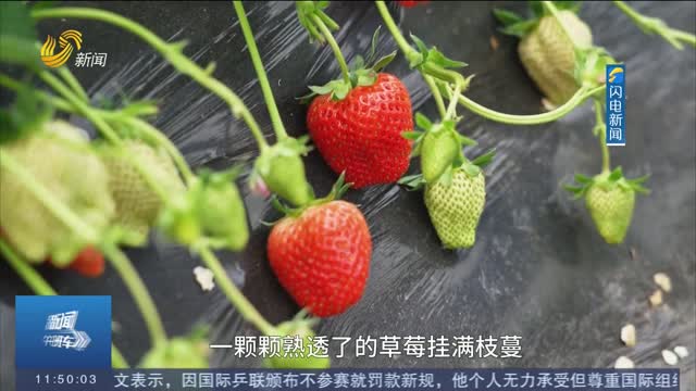 什么时候种草莓为好 5366823_f181c09fbe174f3599d7a14f78ba70cf.jpg