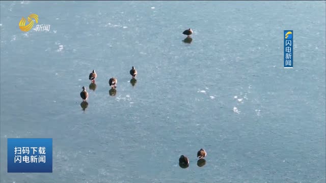 飞鸟翱翔水云间 暖阳倾洒大汶河