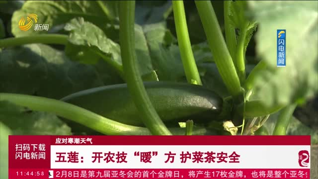 【应对寒潮天气】五莲：开农技“暖”方 护菜茶安全