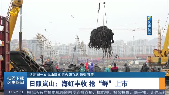 日照岚山：海虹丰收 抢“鲜”上市