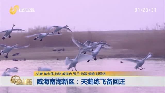 威海南海新区：天鹅练飞备回迁