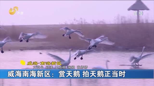 威海南海新区：赏天鹅 拍天鹅正当时