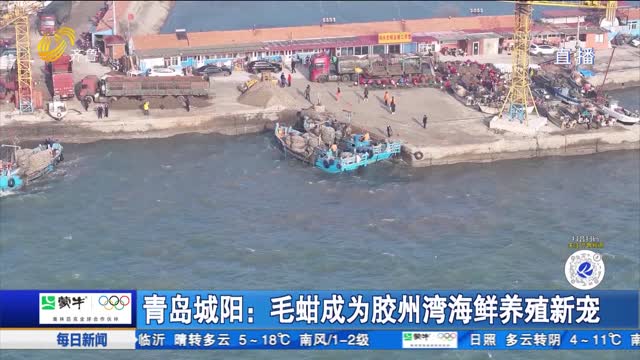 青島城陽：毛蚶成為膠州灣海鮮養殖新寵