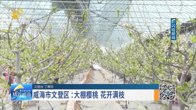 威海市文登区：大棚樱桃 花开满枝
