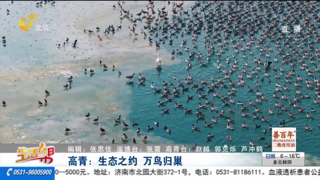 高青：生态之约 万鸟归巢