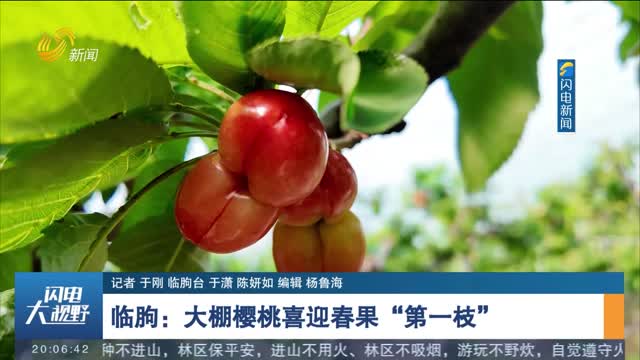临朐：大棚樱桃喜迎春果“第一枝”
