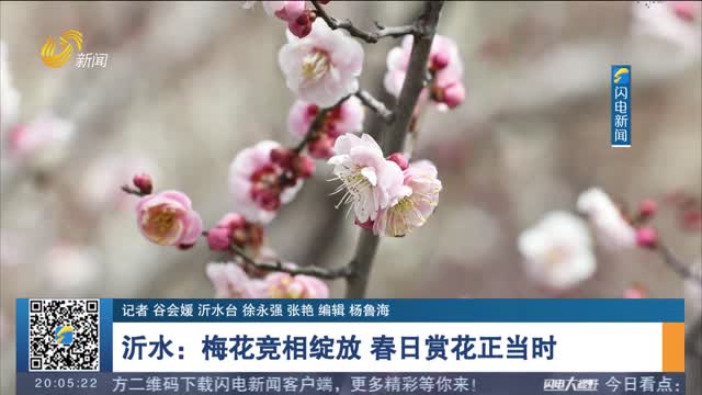 沂水：梅花竞相绽放 春日赏花正当时