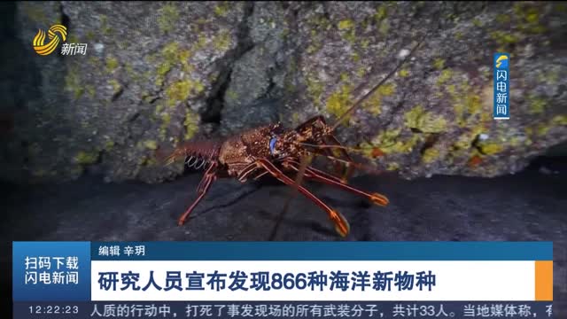 研究人员宣布发现866种海洋新物种