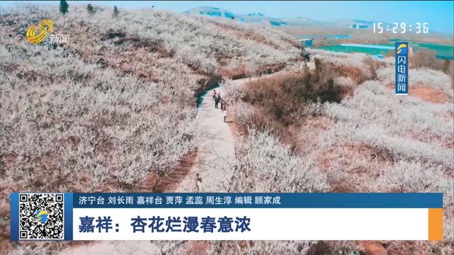 嘉祥：杏花烂漫春意浓