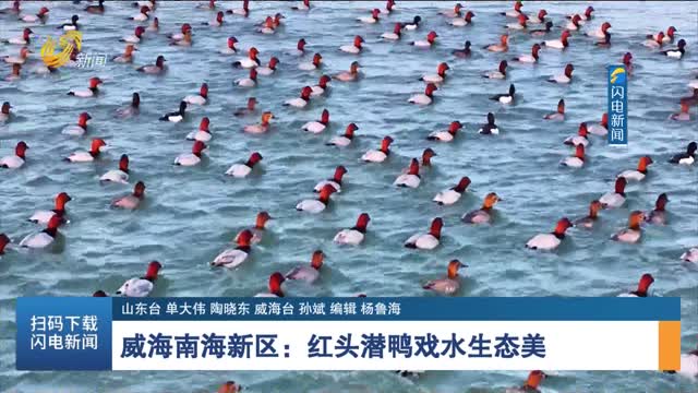 威海南海新区：红头潜鸭戏水生态美