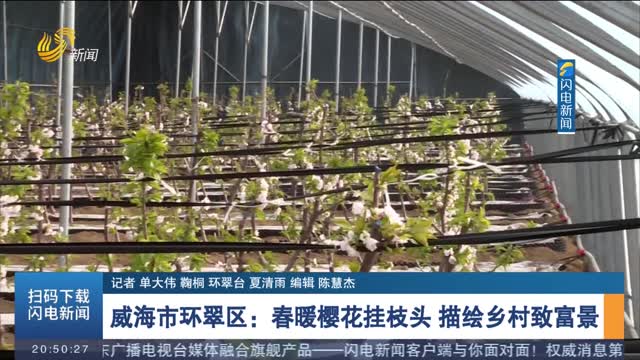 威海市环翠区：春暖樱花挂枝头 描绘乡村致富景