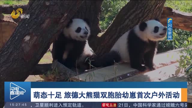 萌态十足 旅德大熊猫双胞胎幼崽首次户外活动
