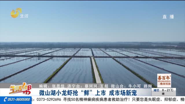 微山湖小龙虾抢“鲜”上市 成市场新宠