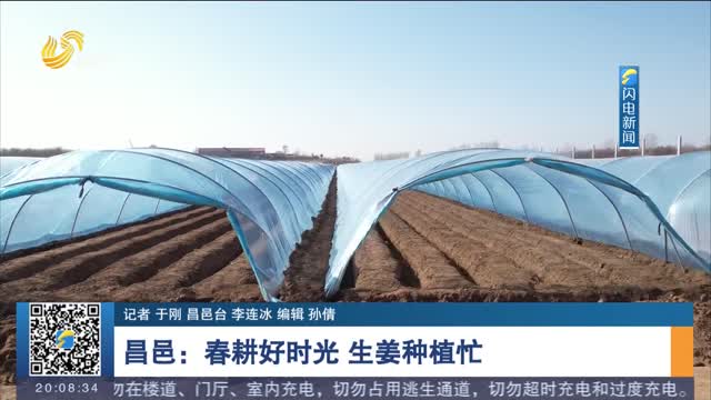 昌邑：春耕好时光 生姜种植忙