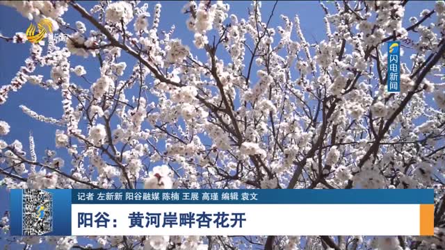 阳谷：黄河岸畔杏花开