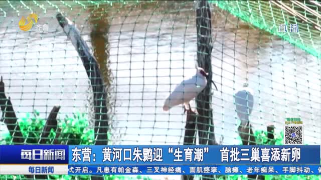 东营：黄河口朱鹮迎“生育潮” 首批三巢喜添新卵