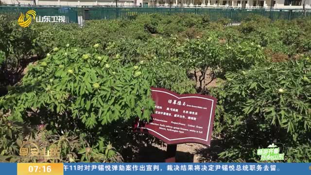 【畅游齐鲁 乐GO山东】菏泽：1308个品种牡丹即将迎来盛花期