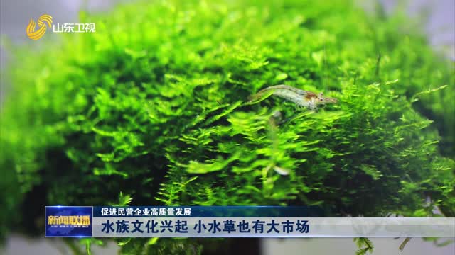 水族文化兴起 小水草也有大市场【促进民营企业高质量发展】