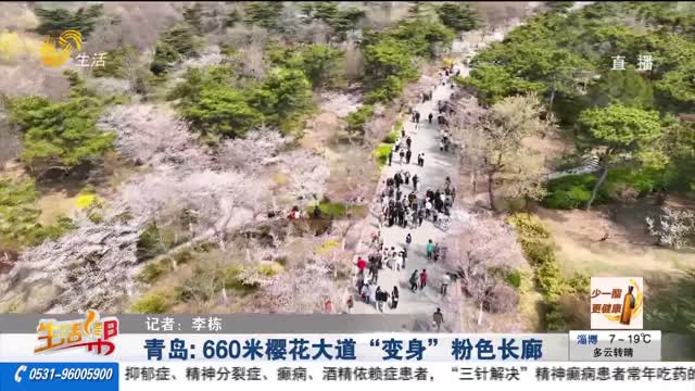 青岛：660米樱花大道“变身”粉色长廊