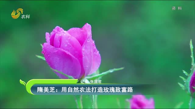 隋美芝：用自然農法打造玫瑰致富路