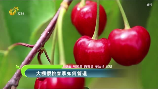 大棚櫻桃春季如何管理