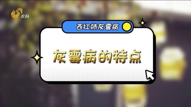 西紅柿灰霉病的防與治