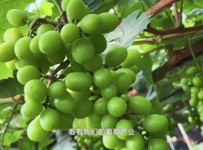 跟总书记学方法｜总书记的“瓜果情”——总书记看过的葡萄园怎么样了