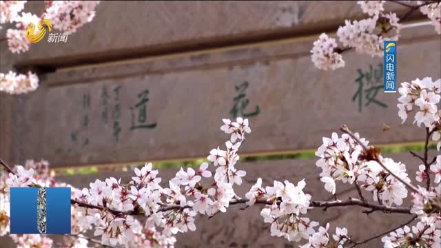 邹平樱花山迎来最美赏花季