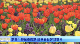 东营：郁金香绽放 绘就春日梦幻世界