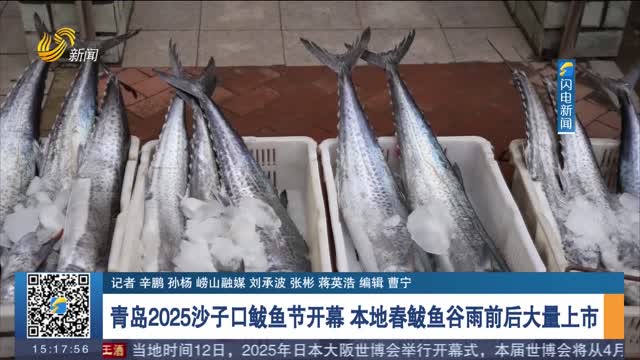 青岛2025沙子口鲅鱼节开幕 本地春鲅鱼谷雨前后大量上市