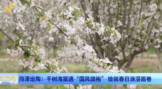 菏泽定陶：千树海棠遇“国风旗袍” 绘就春日浪漫画卷