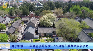 济宁邹城：千年孟府流苏绽放  “四月雪”激发文旅新活力