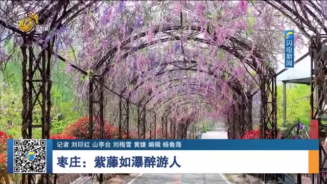 枣庄：紫藤如瀑醉游人