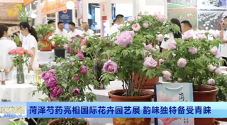 菏泽芍药亮相国际花卉园艺展 韵味独特备受青睐