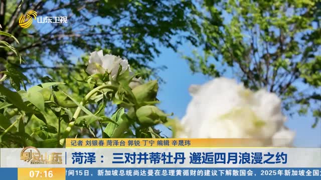 菏泽： 三对并蒂牡丹 邂逅四月浪漫之约
