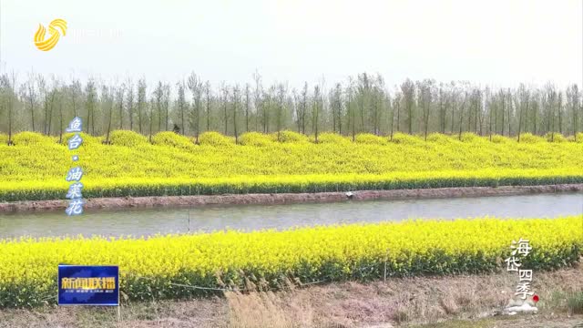 百花盛开 生机无限【海岱四季】