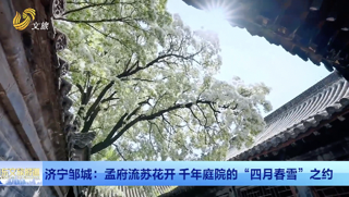 济宁邹城：孟府流苏花开 千年庭院的 “四月春雪”之约