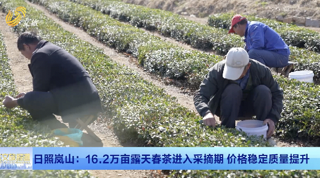 日照岚山：16.2万亩露天春茶进入采摘期 价格稳定质量提升