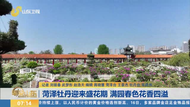 菏泽牡丹迎来盛花期 满园春色花香四溢