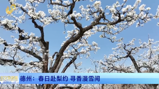 德州：春日赴梨约 寻香漫雪间