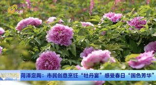 菏泽定陶：市民创意烹饪“牡丹宴”感受春日“国色芳华”