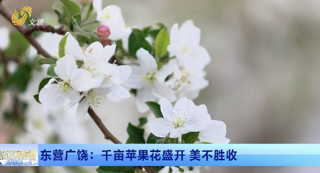 东营广饶：千亩苹果花盛开 美不胜收