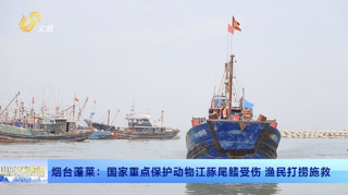 烟台蓬莱：国家重点保护动物江豚尾鳍受伤 渔民打捞施救