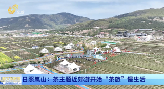 日照岚山：茶主题近郊游开始“茶旅”慢生活
