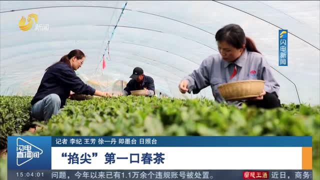 “掐尖”第一口春茶