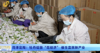 菏泽定陶：牡丹绽放“花经济” 催生富民新产业