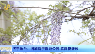 济宁鱼台：旧城海子湿地公园 紫藤花盛放
