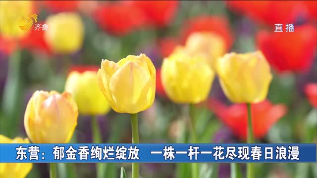 东营：郁金香绚烂绽放 一株一杆一花尽现春日浪漫